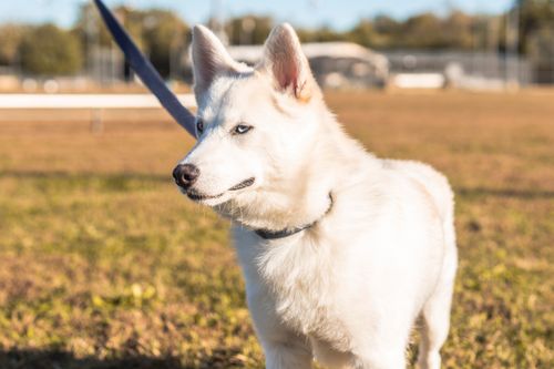 Free A white Siberian Husky with blue eyes standing on a leash in a sunny grass field. Stock Photo