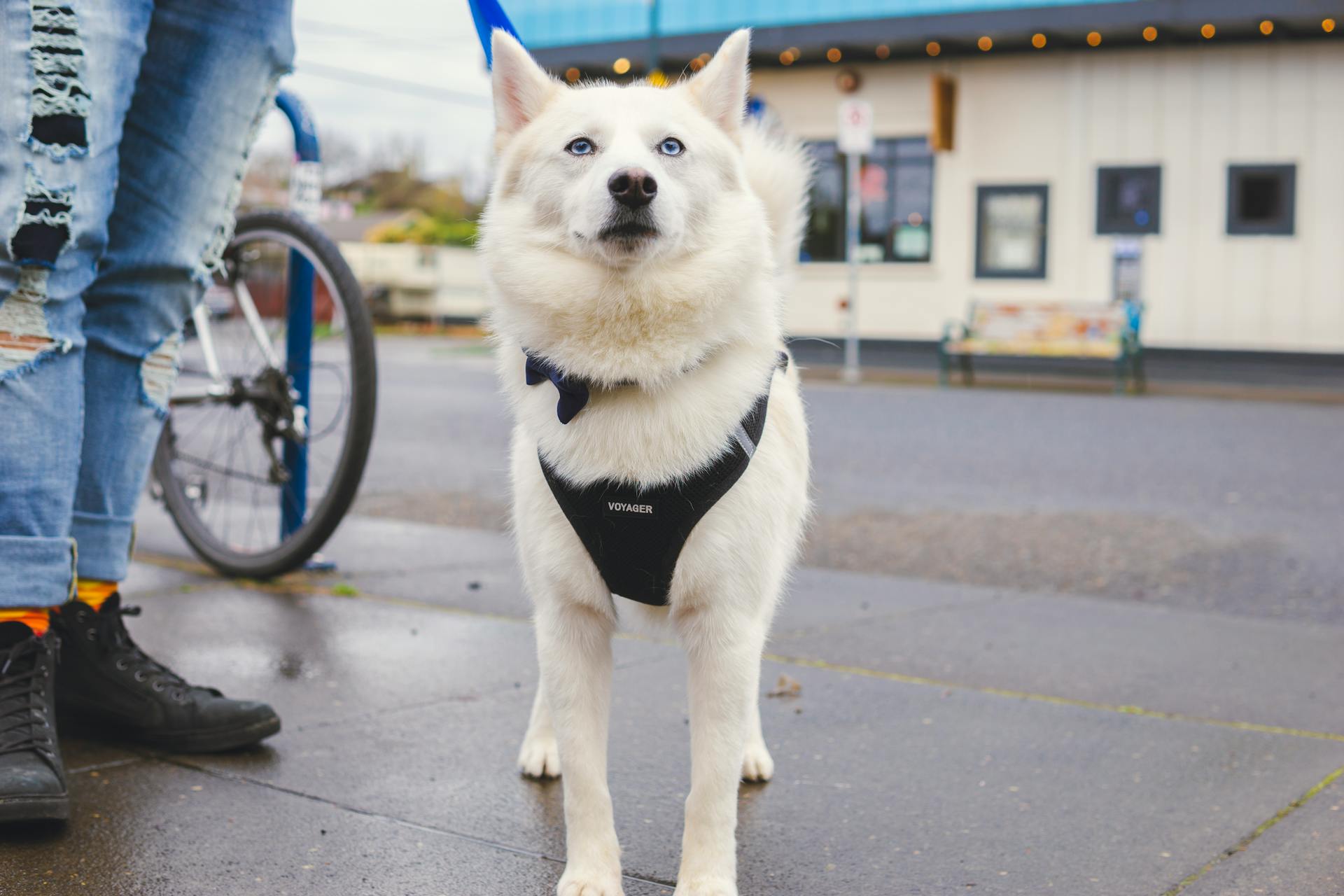 White Siberian Husky Walking on Concrete Sidewalk