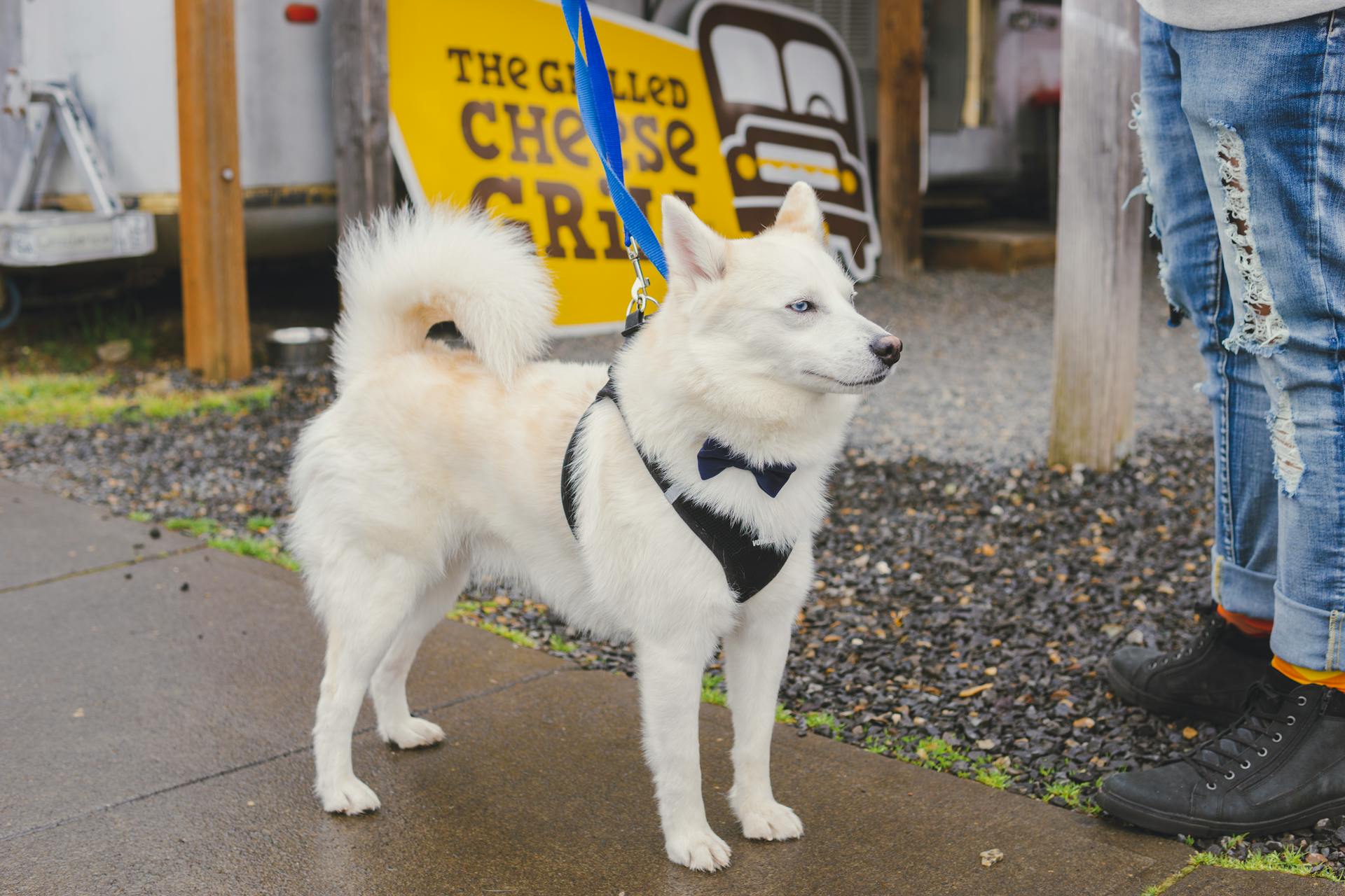 Een schattige witte Siberische husky aan de lijn