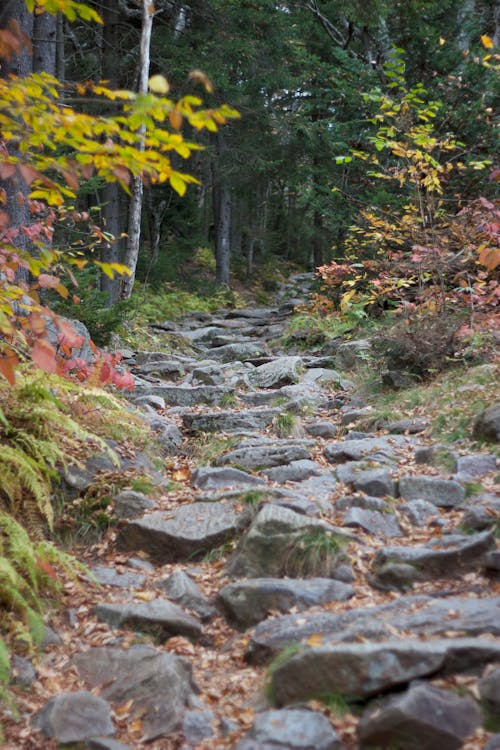 Rocky Pathway Surrounded by Trees