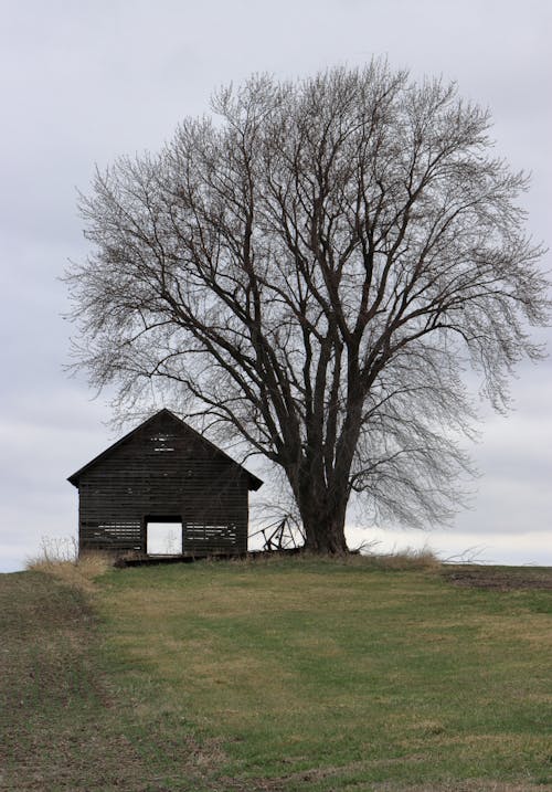 Photos gratuites de abandonné, arbre, espace extérieur