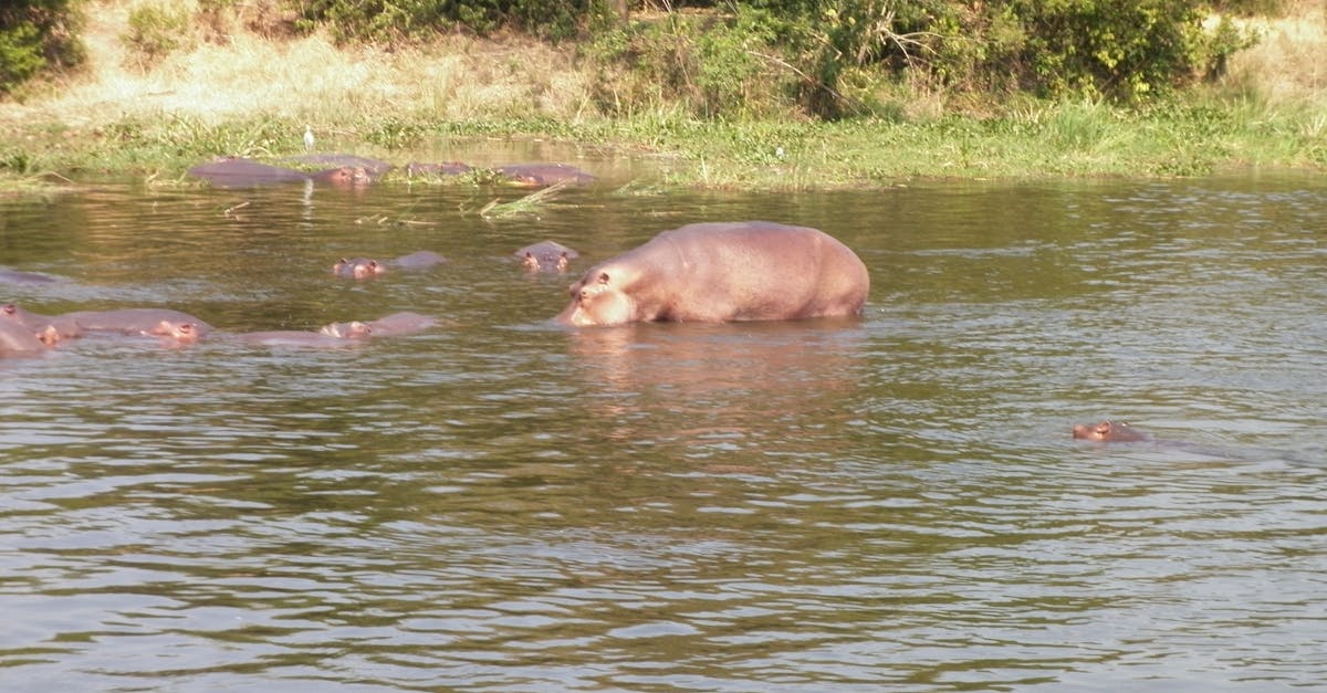 Free stock photo of africa, hippo, river