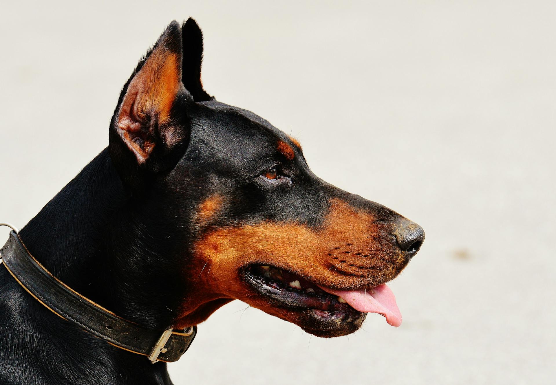 Zicht van de zijkant van een Duitse Pinscher