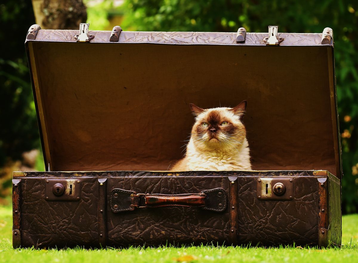 一只猫坐在打开的老式行李箱里，出发前先确认它能不能进承运范围
