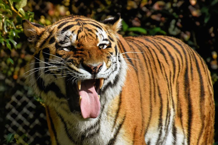 Brown Tiger With Open Mouth