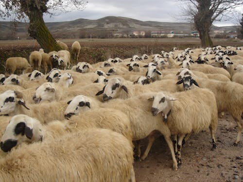 Free Herd of Sheep Stock Photo