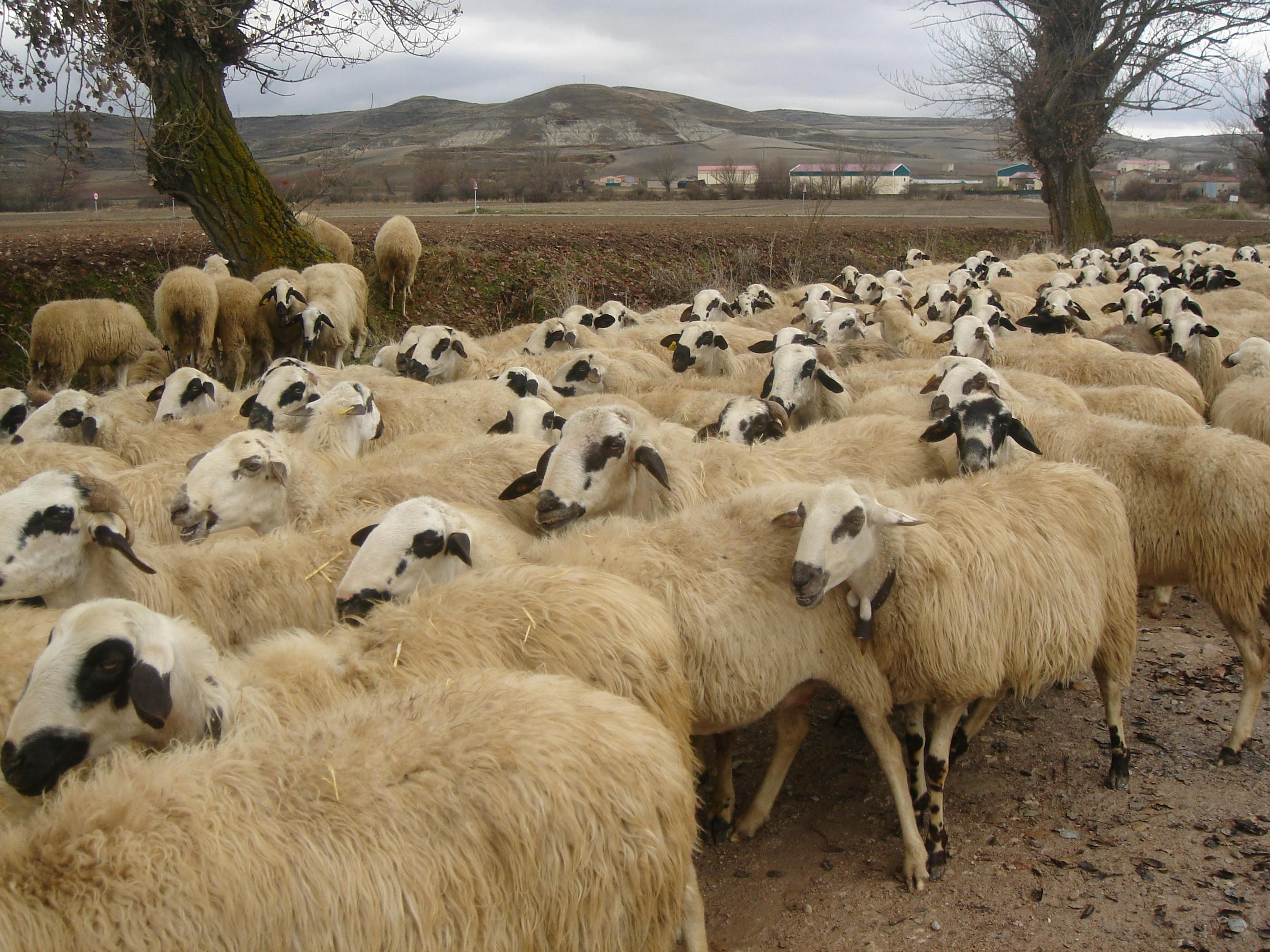 羊の群れ 無料の写真素材