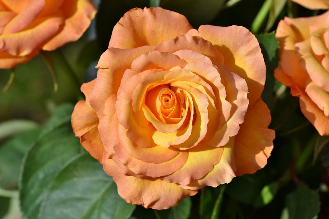 Orange Rose in Bloom