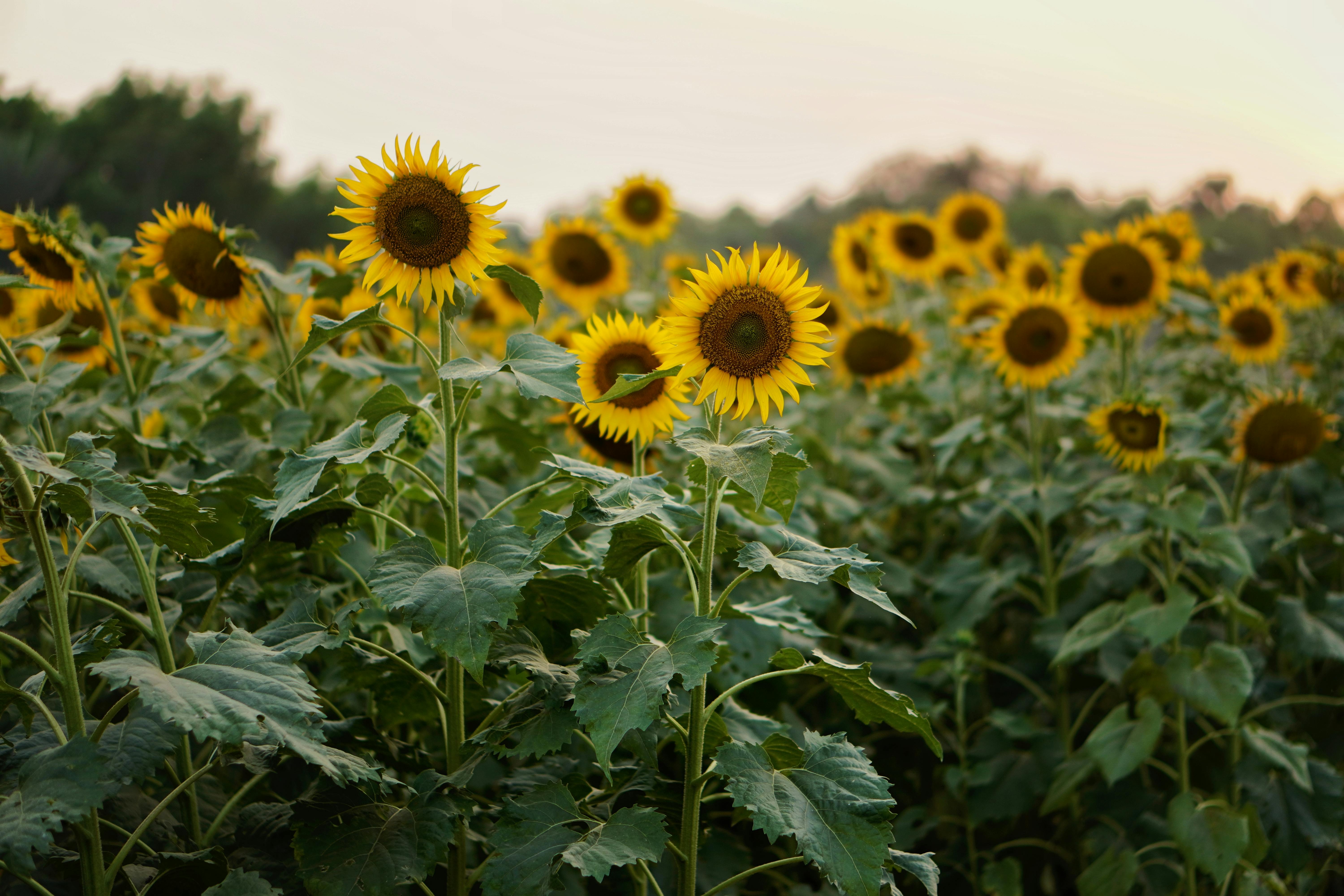 A vibrant field of sunflowers in full bloom under a clear sky, perfect for nature enthusiasts.