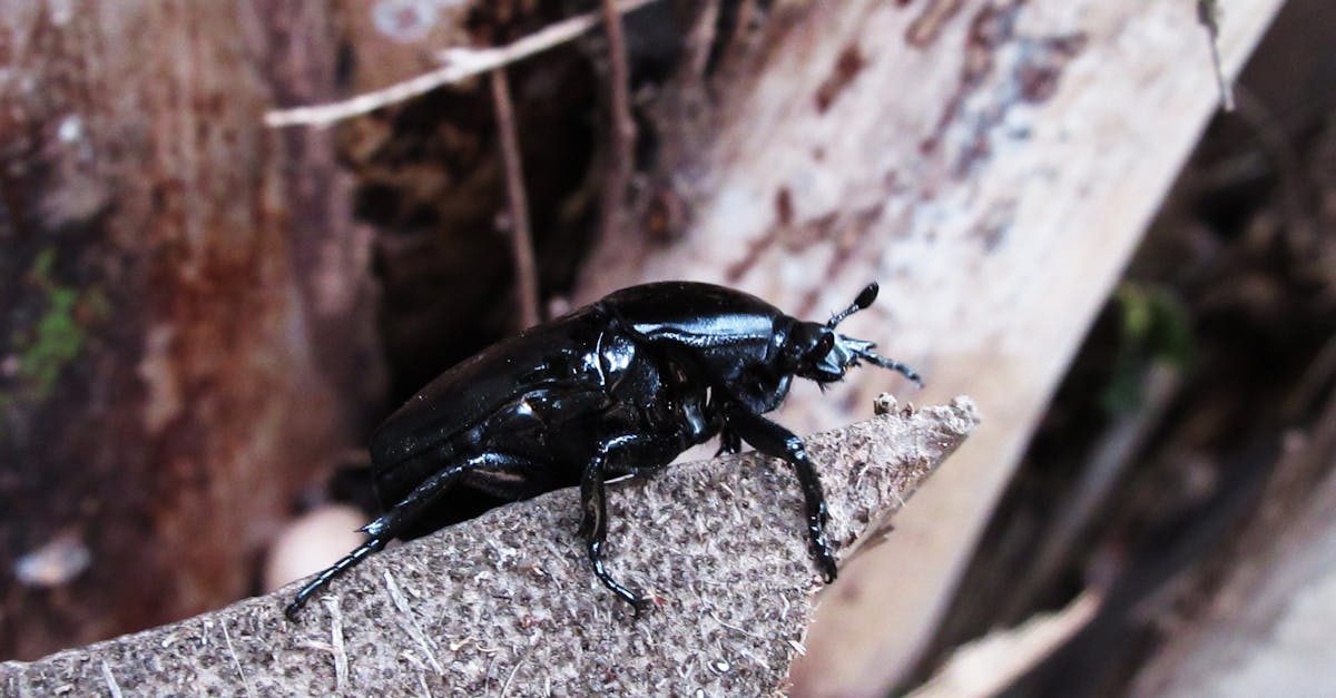 Free stock photo of animal, black, bug