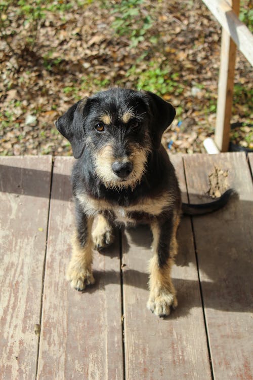 Photo of a Black and Brown Border Terrier Looking at the Camera 
