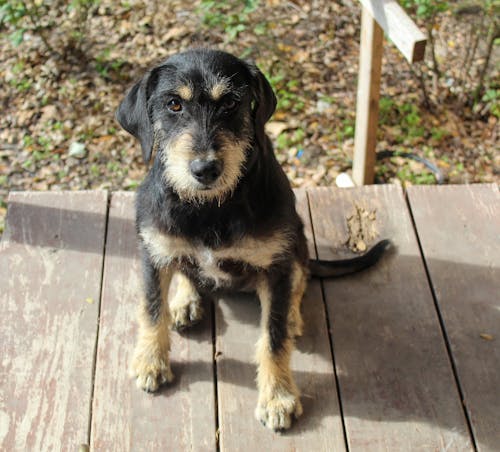 Black Short Coated Dog Sitting on Wooden Floor