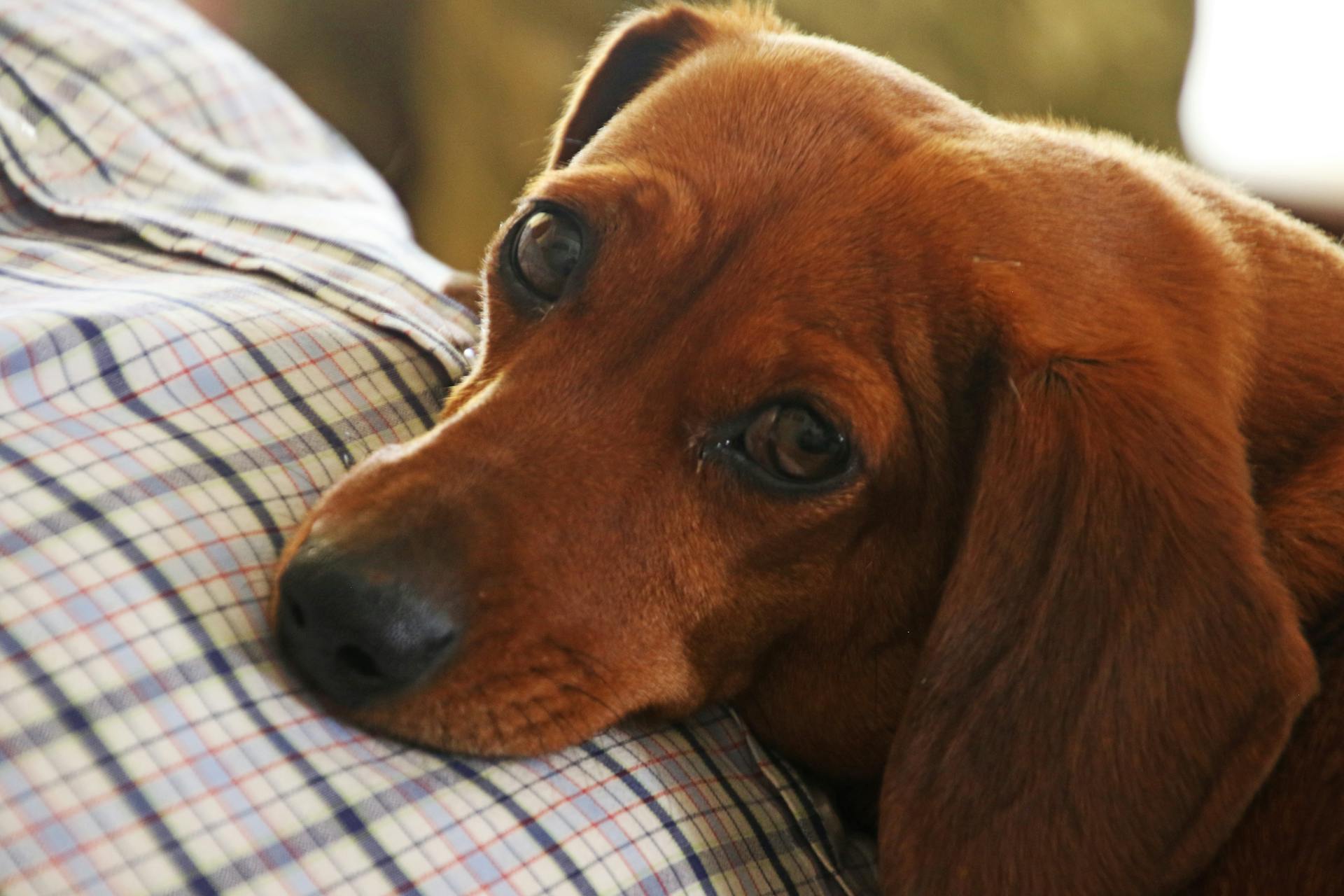 Red Dachshund i fokus Foto