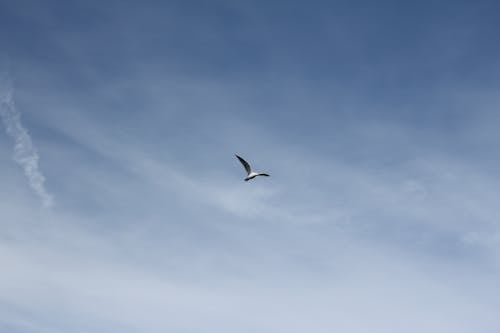 Immagine gratuita di cielo, gabbiano, volando