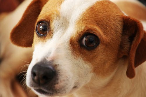 Free Close Up Photo of Short-coated Brown and White Dog Stock Photo