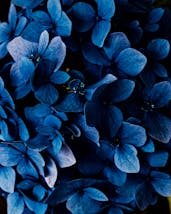 blue flowers background