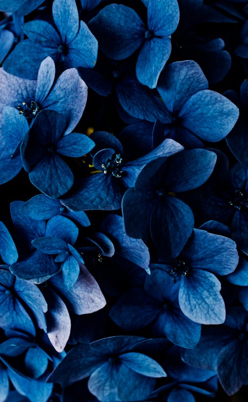 Blue Flowers Photos, Download The BEST Free Blue Flowers Stock Photos ...