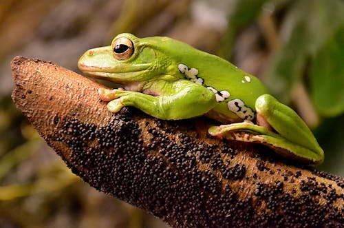 Green Frog on Brown Tree Branch