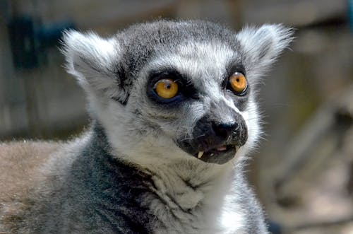 Close-Up Shot of a Lemur 