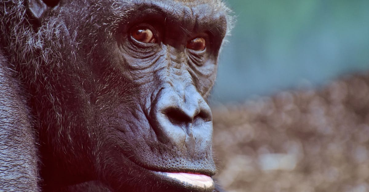 How to draw a realistic monkey head