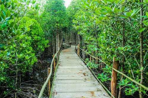 Free Brown Wooden Bridge Beside Green Leafy Trees Stock Photo