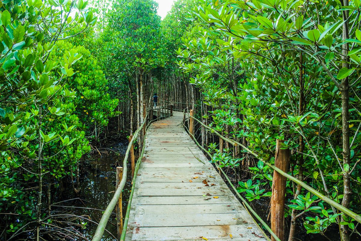 Obo-ob Mangrove Garden