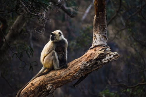 Monkey on Tree Branch