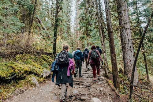 People Walking on a Pathway at the Forest