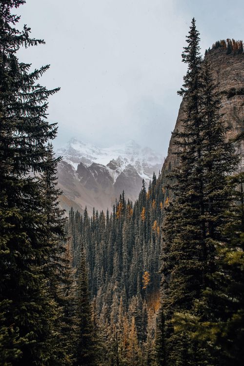 Free A breathtaking view of snow-capped mountains surrounded by dense evergreen forest. Stock Photo