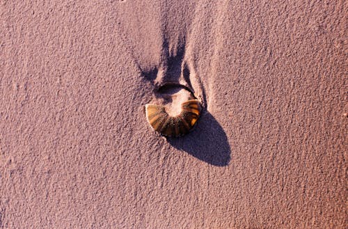 Close-up of a Shell in the Sand