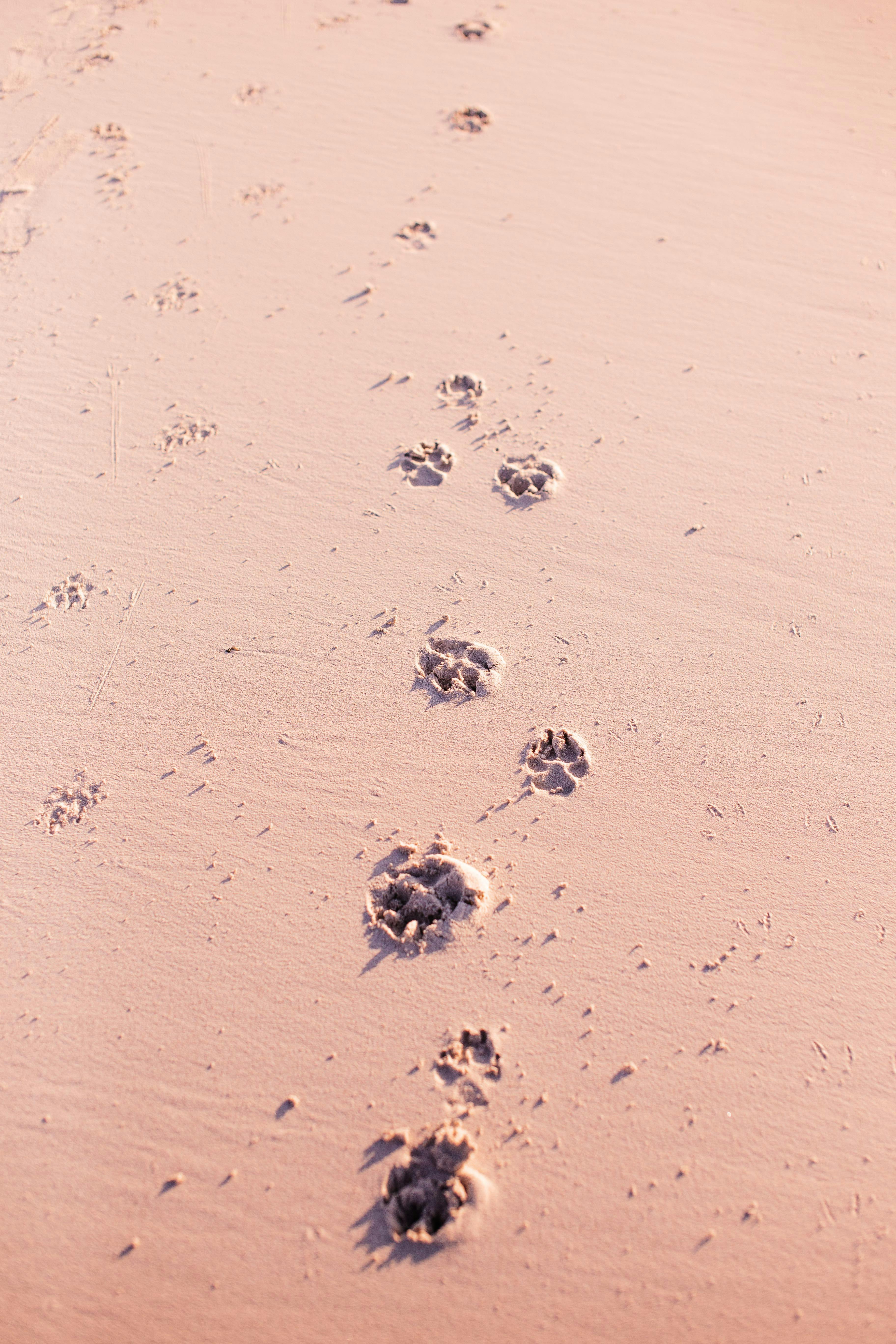 Footprints on the Beach Sand.Traces on the Beach Stock Photo - Image of  path, nature: 137484826