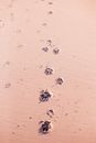 Dog Footprints on Sand