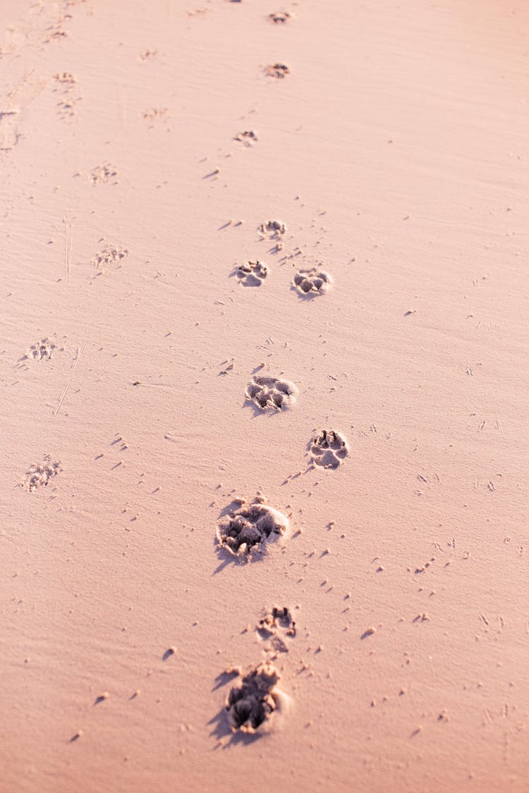 Dog Footprints On Sand 