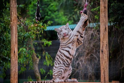 Free A White Tiger  Stock Photo