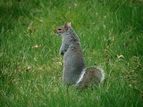 Kostenloses Stock Foto zu gras, graue eichhörnchen, nagetier