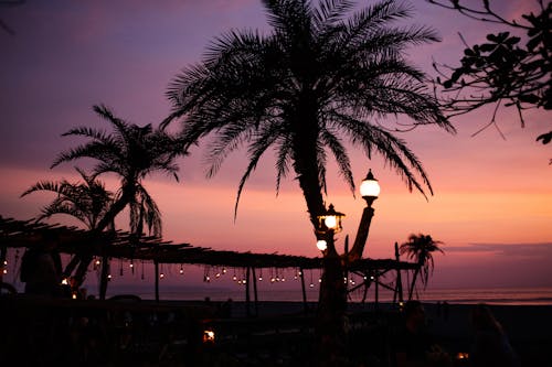 Palm Trees Near Body of Water during Sunset