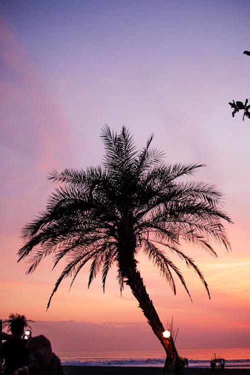 Silhouette of a Palm Tree during Sunset