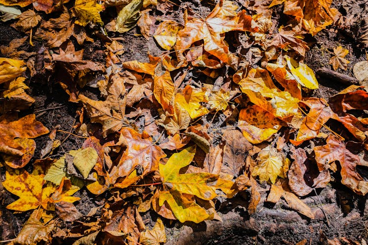 Brown Dried Leaves On The Ground