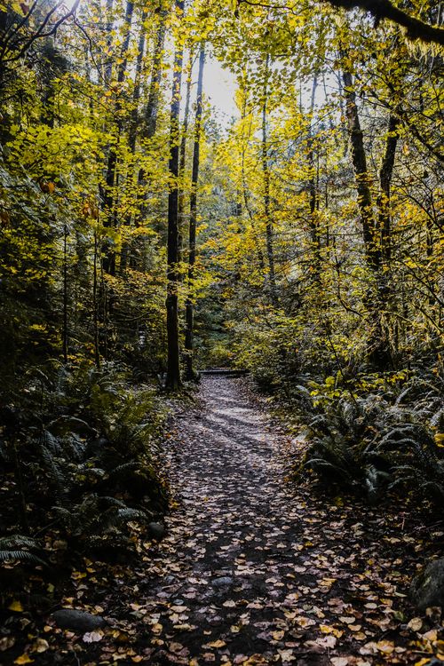 Free Explore a tranquil forest pathway surrounded by tall trees and vibrant autumn foliage. Stock Photo