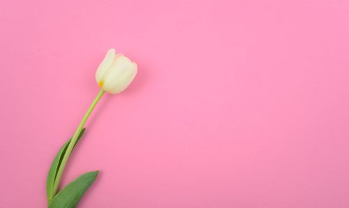 Free A single white tulip on a pink background offering abundant copy space. Stock Photo
