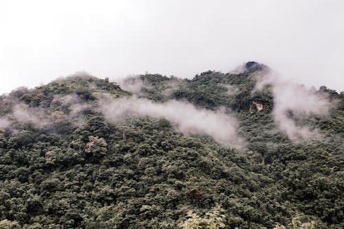 Gratis stockfoto met berg, groene bomen, landschap