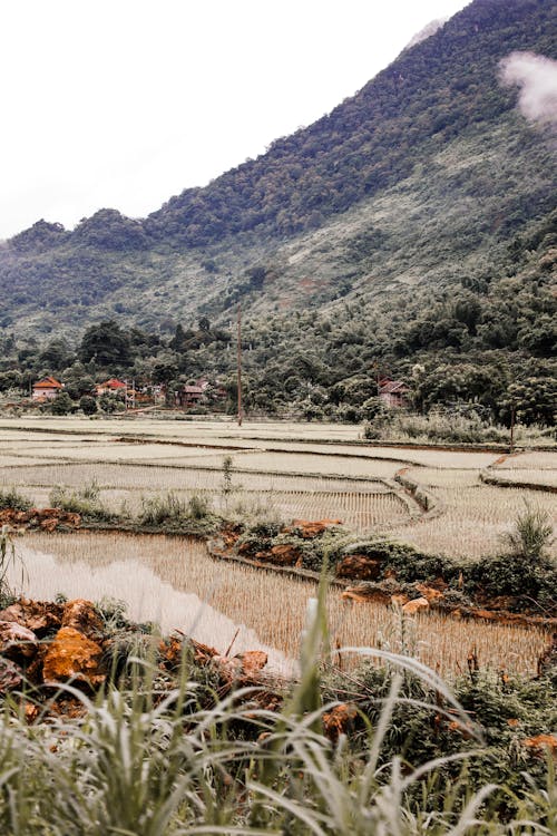 Rice Paddy Near the Green Mountain