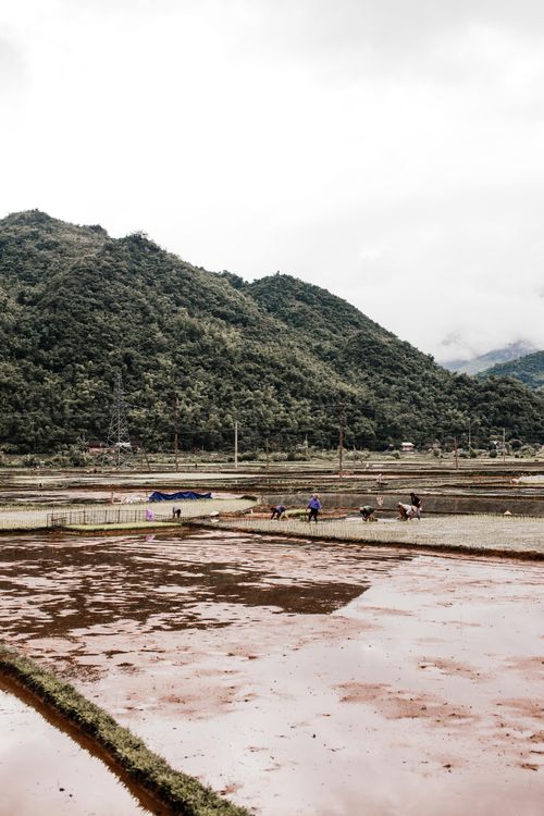 Free A tranquil view of rural rice paddies against a mountainous backdrop, capturing agricultural life. Stock Photo