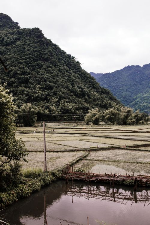 Free A serene landscape of rice paddies and mountains under a cloudy sky, perfect for nature lovers. Stock Photo
