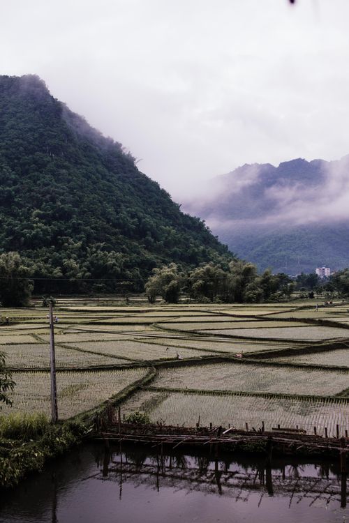 Free Serene view of lush green rice fields nestled against misty mountain backdrop. Stock Photo