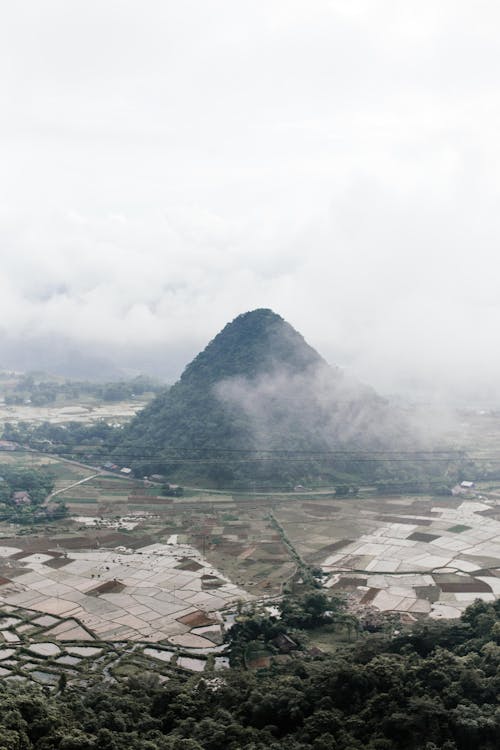 Foto profissional grátis de árvores, campo de grama, enevoado