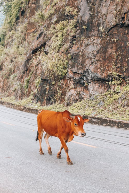 Brown Cow Walking on Mountain Road 