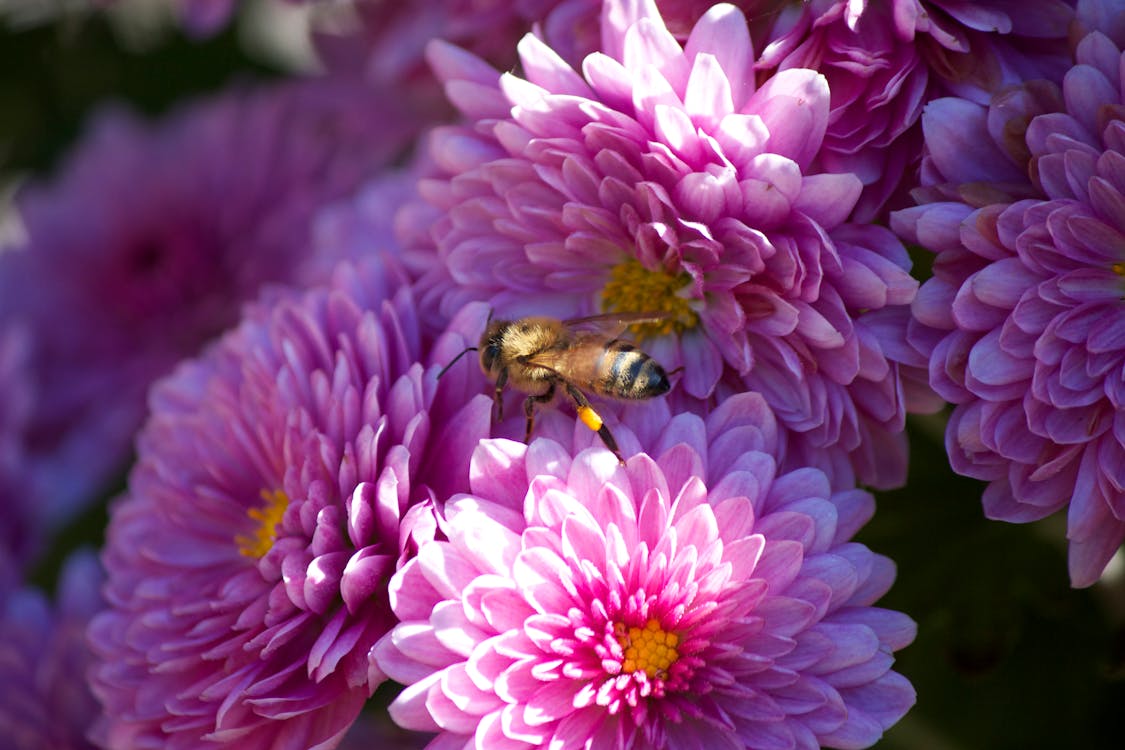 Gratis arkivbilde med bie, blomst Arkivbilde