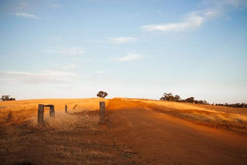 Photos gratuites de arbres, chemin de terre, ciel bleu