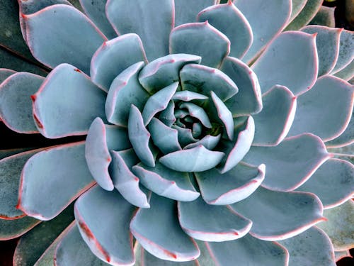 Gratis stockfoto met agave, bovenaanzicht, detailopname